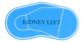 Kidney Left